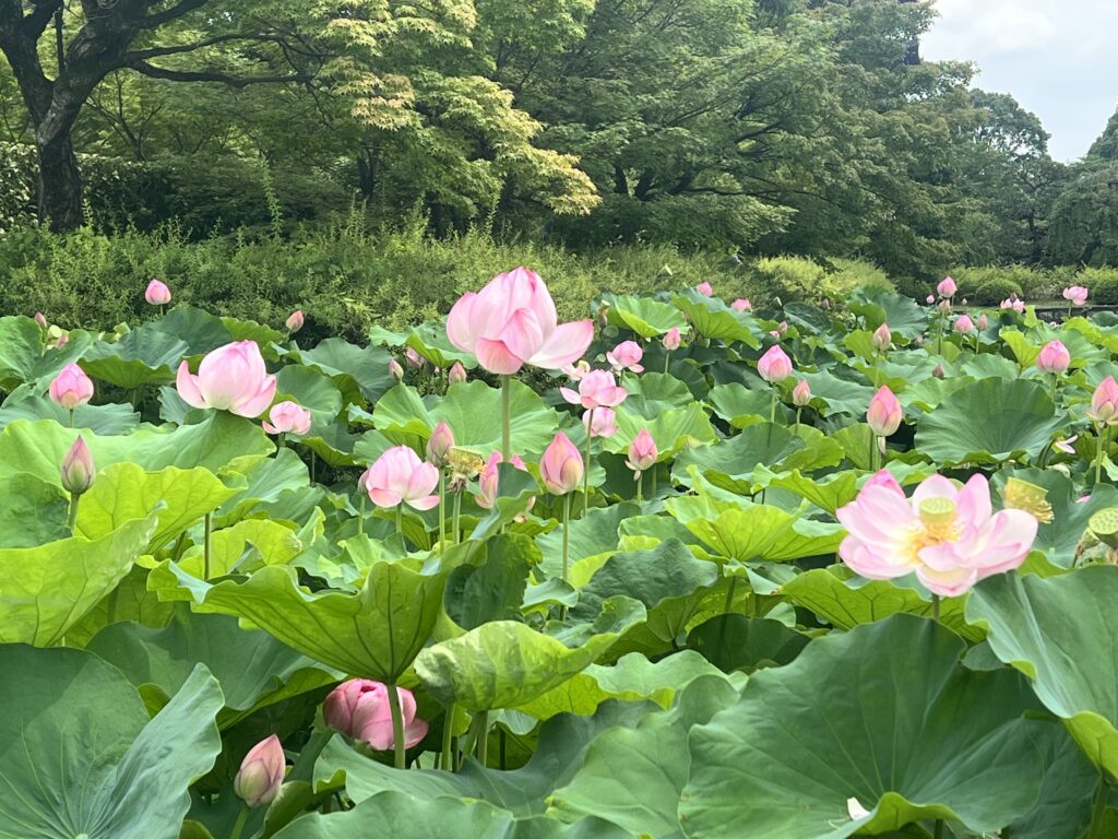 THE UNIVERSE THE UNIVERS(ザ・ユニバース)は一人ひとりが自立・自律し、自分の人生を自分で創造し、心豊かに歩んでいく